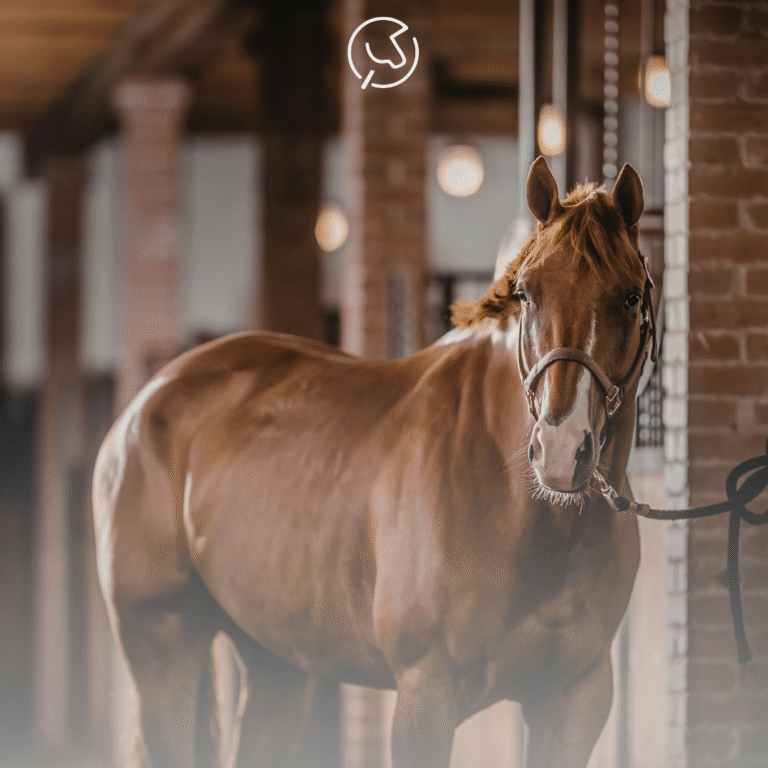 Lees meer over het artikel Met je paard naar een (nieuwe) pensionstal? Dit mag je echt niet vergeten!