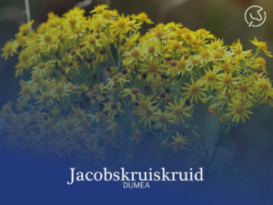 Jacobskruiskruid